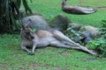 Kangaroo is resting lying down