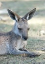 Kangaroo resting up in grasslands in the Australian Outback. Young Kangaroo resting close-up. Australian wildlife