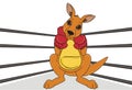 Kangaroo on the ring Royalty Free Stock Photo