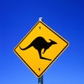 Kangaroo Royalty Free Stock Photo