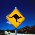 Kangaroo Royalty Free Stock Photo