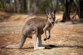 Kangaroo roams Kangaroo Island before bushfire tragedy
