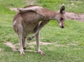 Kangaroo Scratching Himself Royalty Free Stock Photo