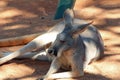 Kangaroo in the Shade at Bush Gardens Royalty Free Stock Photo