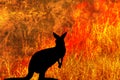 Kangaroo silhouette bushfires