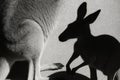 Kangaroo silhouette creating interesting contrast with the shadows on the ground at a wildlife setting Royalty Free Stock Photo