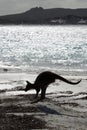 Kangaroo in silhouette at Lucky Bay