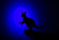 Kangaroo silhouette at night