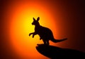 Kangaroo silhouette on sunset