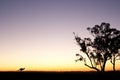 Kangaroo silhouette at sunset.