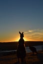 Kangaroo silhouette at sunset