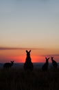 Kangaroo silhouettes at sunset. Royalty Free Stock Photo