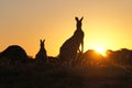 Kangaroo silhouettes at sunset Royalty Free Stock Photo