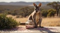 A Curious Joey with Confetti and Bushland Backdrop, Celebrating a Unique Australian Event Royalty Free Stock Photo