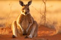 A kangaroo sits upright on its hind legs in the arid desert, A kangaroo with a joey inside her pouch in the Australian Outback, AI Royalty Free Stock Photo