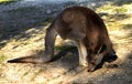 Kangaroo sitting on the ground in the zoological gardens Royalty Free Stock Photo
