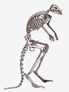 Kangaroo skeleton in profile view