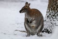 Kangaroo in the snow. Kangaroo sitting near a tree in the winter time Royalty Free Stock Photo