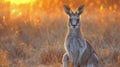 Kangaroo Standing in Field at Sunset Royalty Free Stock Photo