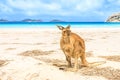 Kangaroo standing at Lucky Bay Royalty Free Stock Photo