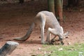 Kangaroo standing in nature