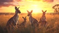 Kangaroo standing in the savanna with setting sun shining.