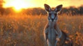 Kangaroo Standing in Field at Sunset Royalty Free Stock Photo