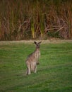 A kangaroo standing and watching in Australia