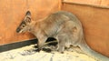 kangaroo standing in the zoo. Australian animal living in zoo. marsupial animal