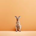 Minimalist Photography: Adorable Kangaroo On Orange Background