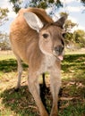 A kangaroo sticks out his tongue Royalty Free Stock Photo