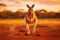 Kangaroo at sunset in the Kalahari desert, South Africa, An Australian kangaroo hopping in the outback at golden hour, AI