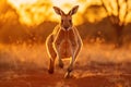 Kangaroo in sunset light, Kalahari desert, South Africa, An Australian kangaroo hopping in the outback at golden hour, AI Royalty Free Stock Photo