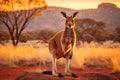 Kangaroo at sunset in Monument Valley, Arizona, USA, Kangaroo at sunset in Kalahari desert, South Africa, An Australian kangaroo