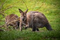 Kangaroo symbol of Australia