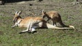 Kangaroo: Symbol of Australia