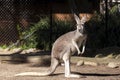 Kangaroo At Taronga Zoo