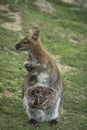 Kangaroo with baby Royalty Free Stock Photo