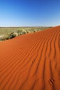 Kangaroo tracks on red sand, Northern Territory, Australia Royalty Free Stock Photo