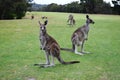 Kangaroo Royalty Free Stock Photo