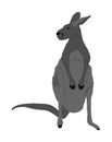 Kangaroo vector illustration isolated on white background. Australian animal portrait. Tourist symbol souvenir. Fauna best jumper.