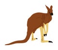 Kangaroo vector illustration isolated on white background. Australian animal portrait. Tourist symbol souvenir. Fauna best jumper.