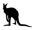 Kangaroo vector silhouette illustration isolated on white background. Australian animal portrait. Royalty Free Stock Photo