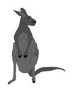 Kangaroo vector silhouette illustration isolated on white background. Australian animal portrait. Tourist symbol souvenir. Royalty Free Stock Photo