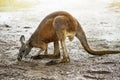 Kangaroo. Kangaroo walks in the savanna in Australia. Royalty Free Stock Photo