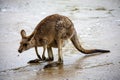 Kangaroo. Kangaroo walks in the savanna in Australia. Royalty Free Stock Photo