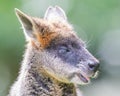 Kangaroo: Wallaby close-up portrait Royalty Free Stock Photo