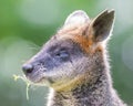 Kangaroo: Wallaby close-up portrait Royalty Free Stock Photo