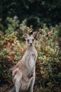 Kangaroo Wallaby is hiding in the grass on the shore of the lake. Australian wildlife. Queensland
