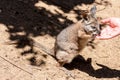 Kangaroo wallaby Macropodidae eatting food from human hands. Australia, Kangaroo Island
